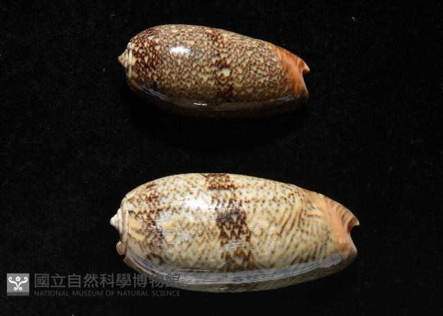 金唇榧螺藏品圖，第19張