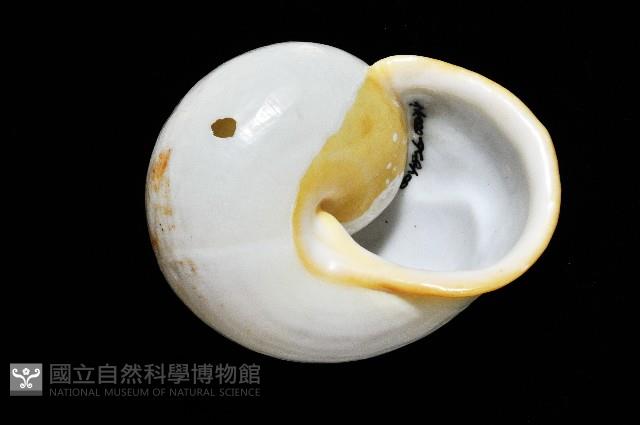 未知種光澤蝸牛藏品圖，第19張