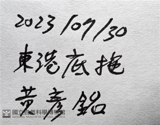 劍脊槍蝦藏品圖，第19張