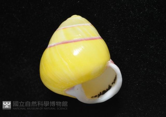 環紋光澤蝸牛藏品圖，第19張