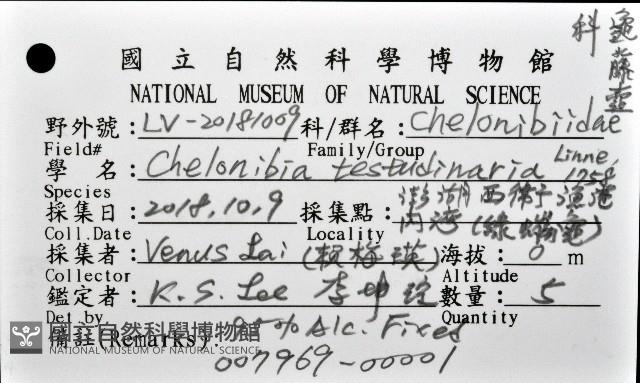 龜藤壺藏品圖，第19張