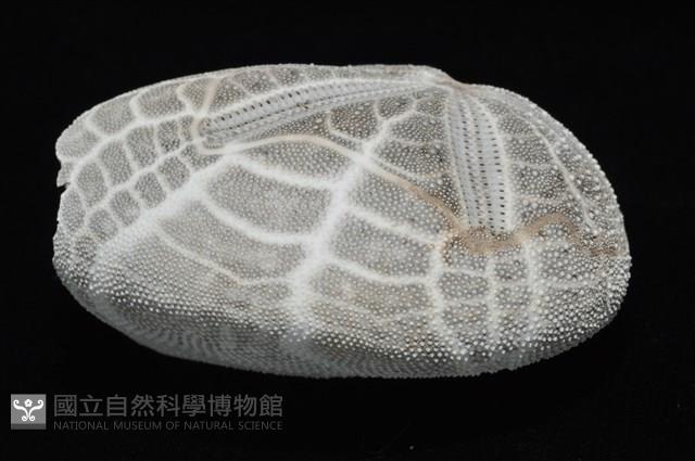 心形海壺藏品圖，第19張