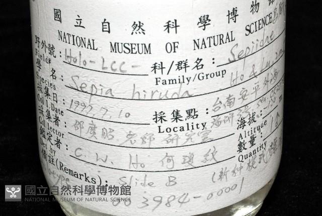 燕尾烏賊藏品圖，第19張