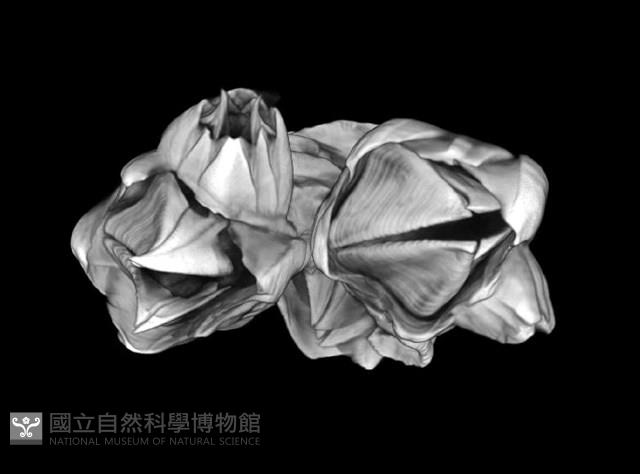 薄殼藤壺藏品圖，第19張