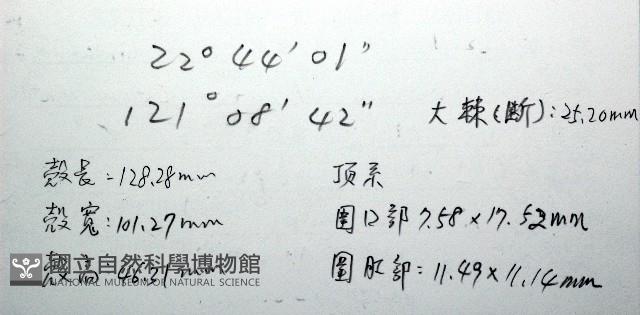 秀麗布萊海膽藏品圖，第19張