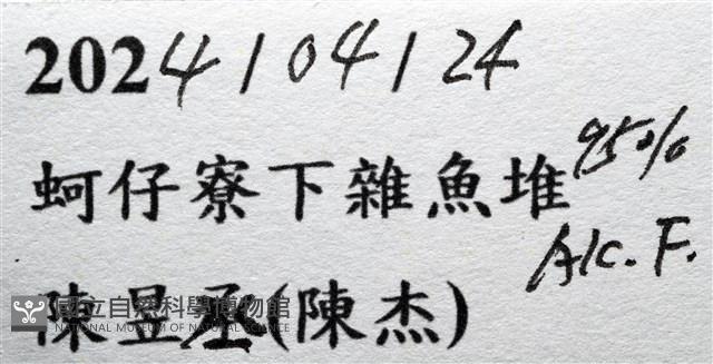 紅星梭子蟹藏品圖，第19張