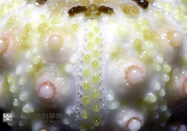 環棘深淵沙棱海膽藏品圖，第19張