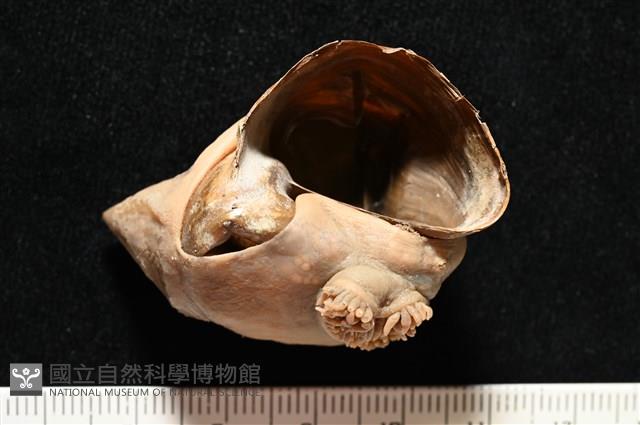造殼海葵之一種藏品圖，第19張