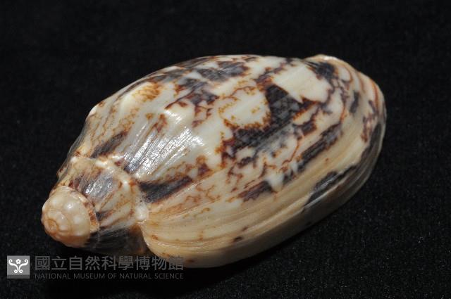 蝙蝠渦螺藏品圖，第19張