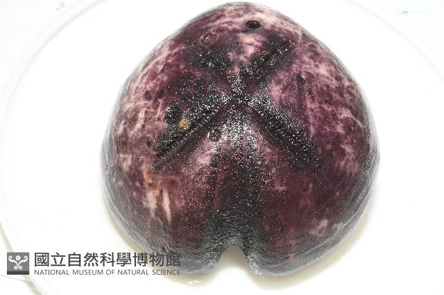 心形緣帶海膽藏品圖，第19張