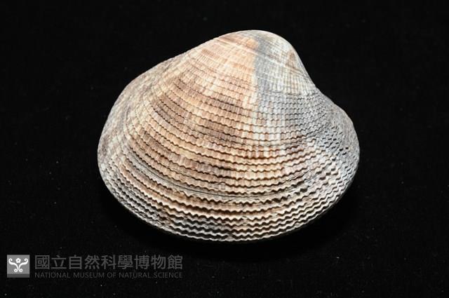 千妮簾蛤藏品圖，第9張