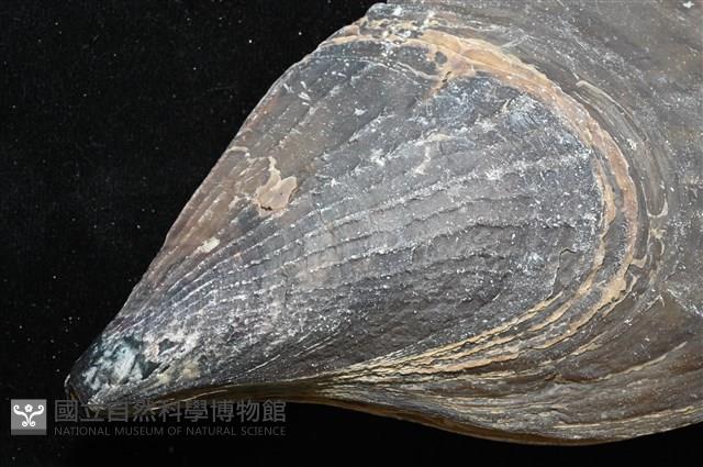 黑旗江珧蛤藏品圖，第9張
