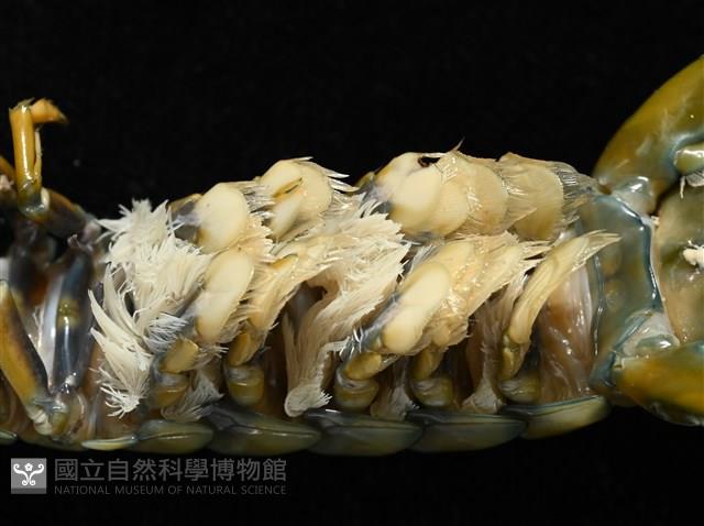 大指蝦蛄藏品圖，第9張