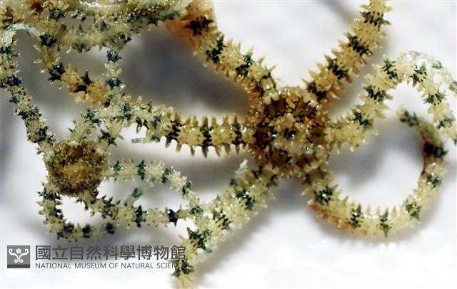 沙氏輻蛇尾藏品圖，第9張