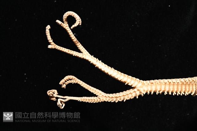 鞭枝蛇尾藏品圖，第9張