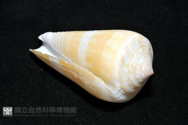 聳肩芋螺藏品圖，第9張