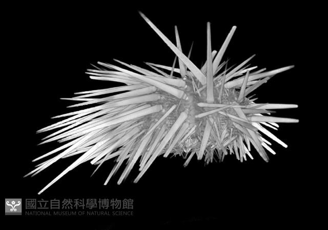 口鰓海膽藏品圖，第9張