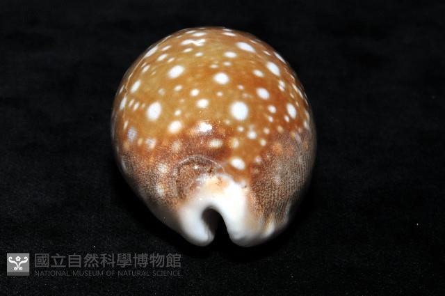 白星寶螺藏品圖，第9張