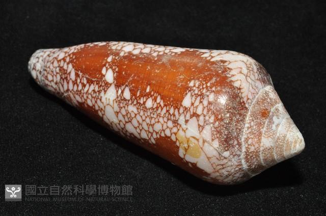 美華芋螺藏品圖，第9張