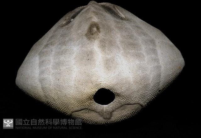 脊背壺海膽藏品圖，第9張