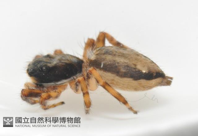 雙帶扁蠅虎藏品圖，第9張
