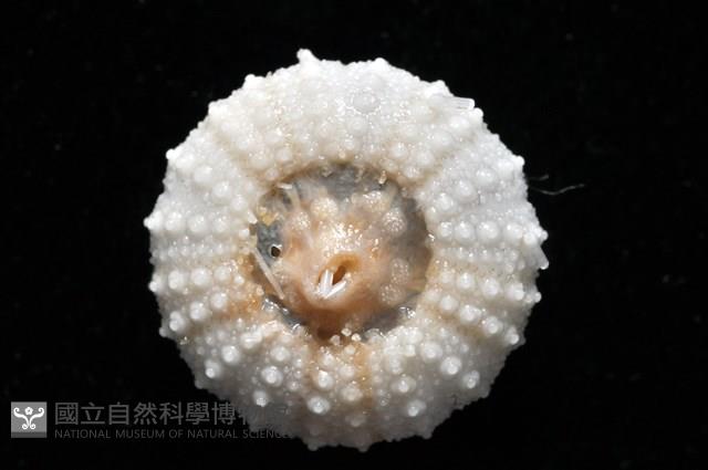 艾氏鋸海膽藏品圖，第9張