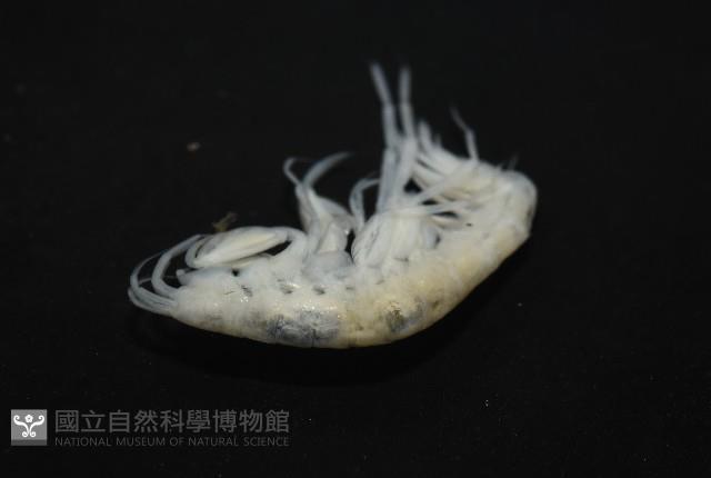 未知種深海鉤蝦藏品圖，第9張