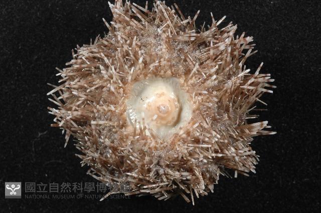 褐駝海膽藏品圖，第9張
