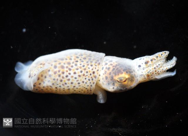 未知種微鰭烏賊藏品圖，第9張
