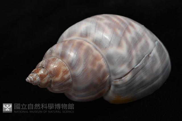 波部鳳螺藏品圖，第9張