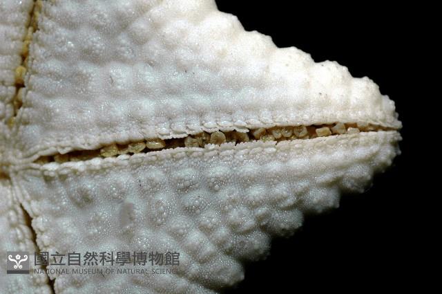 麵包海星(饅頭海星)藏品圖，第9張