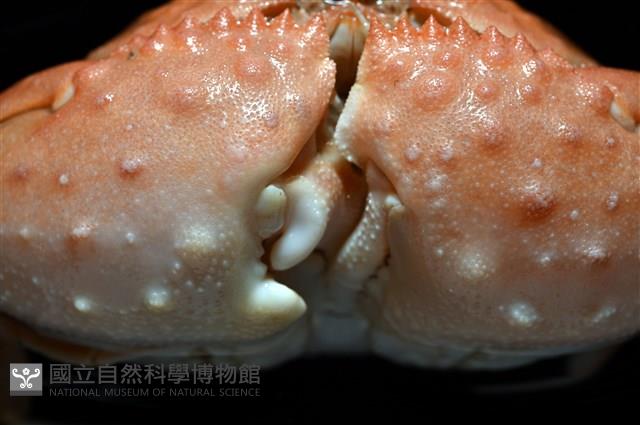 米氏擬圓殼蟹藏品圖，第9張