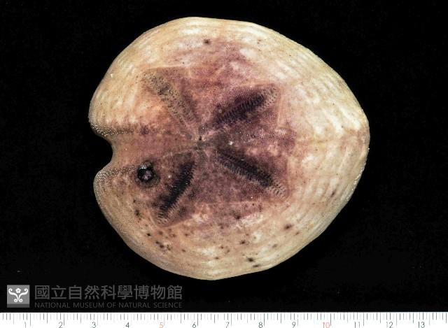 心形緣帶海膽藏品圖，第9張