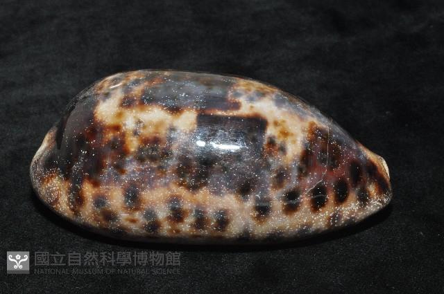 叢雲寶螺藏品圖，第9張