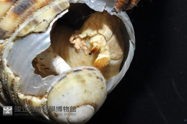 短腕陸寄居蟹藏品圖，第9張