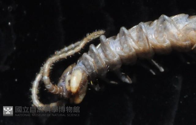 梅峰石蜈蚣藏品圖，第9張