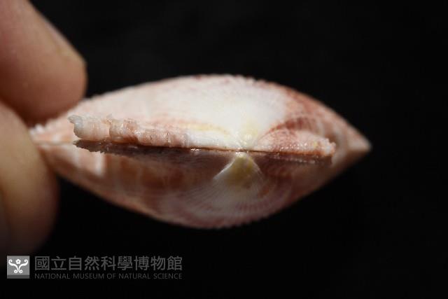 登錄號:007819-00083藏品圖，第9張