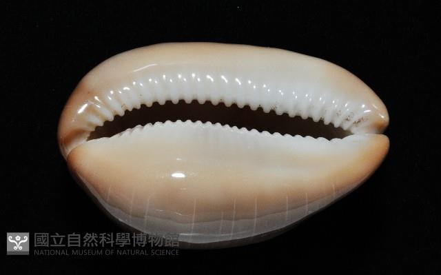 金棗寶螺藏品圖，第9張