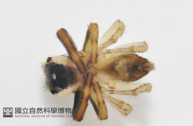 多色金毛蛛藏品圖，第9張
