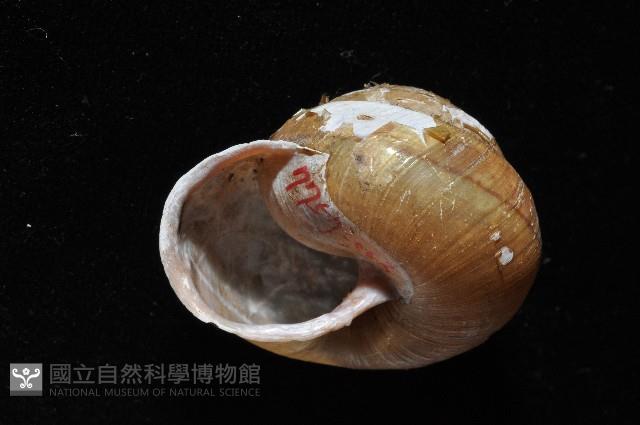 金崙栗蝸藏品圖，第9張