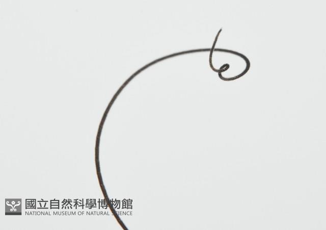 黑背偽盾刺盲蛛藏品圖，第9張