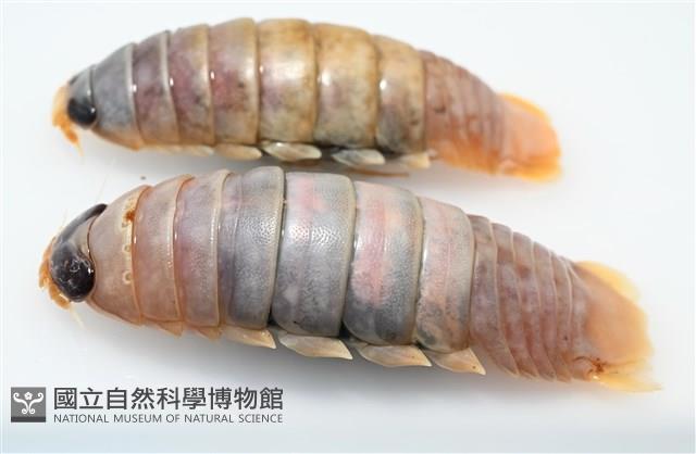 未知種紡錘水虱藏品圖，第9張