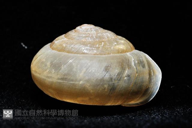 阿禮高腰蝸牛藏品圖，第9張