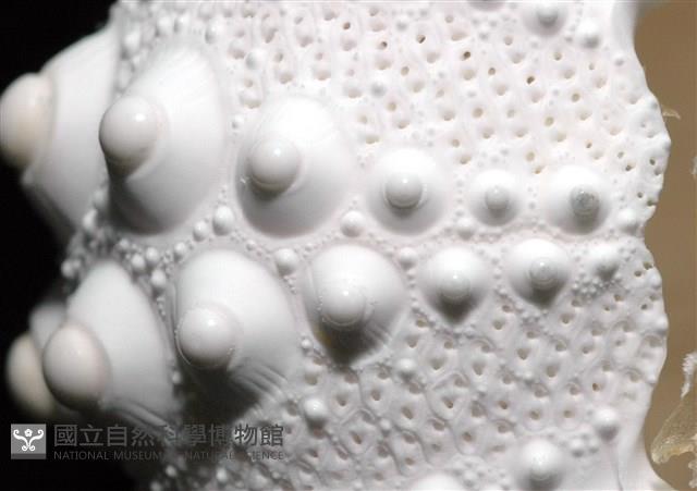 石筆海膽(鉛筆海膽)藏品圖，第9張