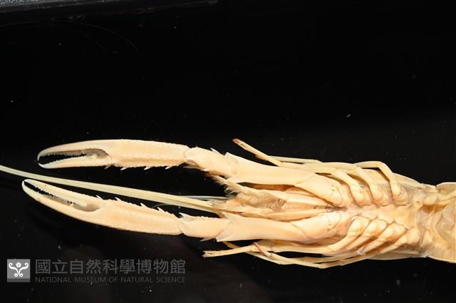 臺灣後海螯蝦藏品圖，第9張
