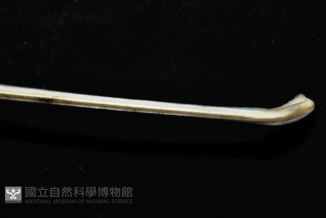 未知種鈍矢海鰓藏品圖，第9張