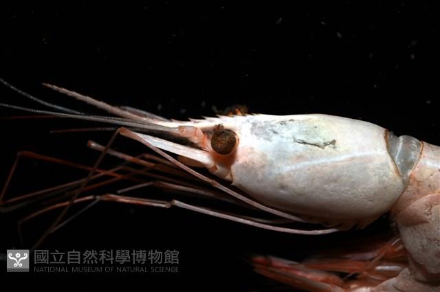 雄偉紅蝦藏品圖，第9張