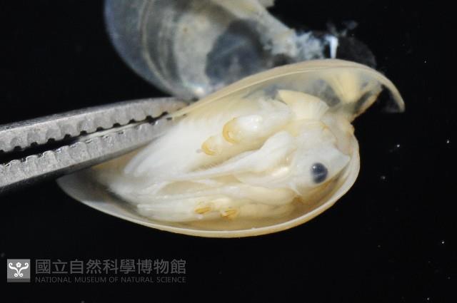 臺灣原蚌蟲藏品圖，第9張