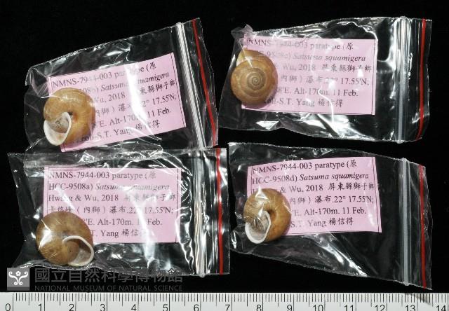 鱗高腰蝸牛(鱗菱蝸牛)藏品圖，第9張