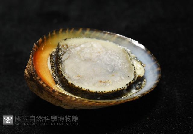 壁蜑螺藏品圖，第9張